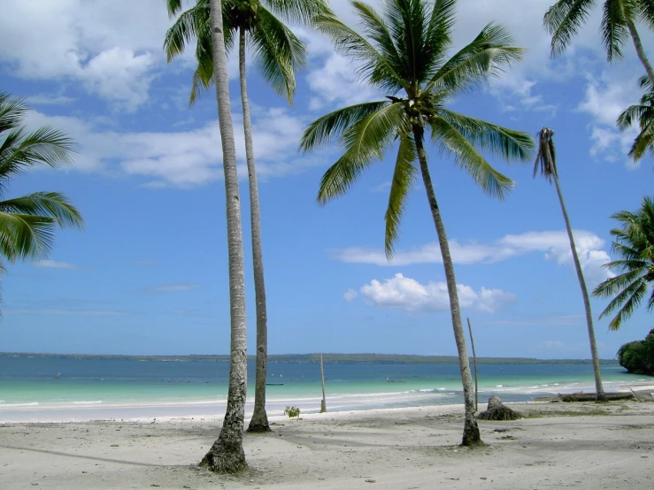 some palm trees are by the ocean water