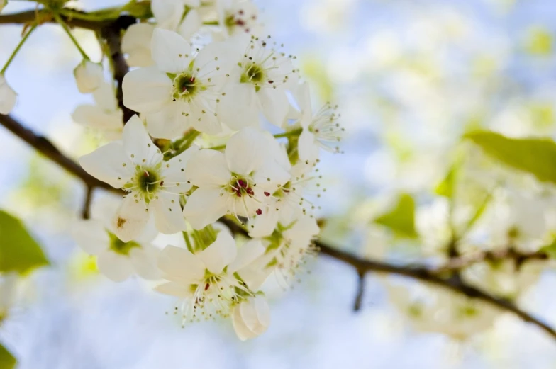 a group of white flowers hang off a nch