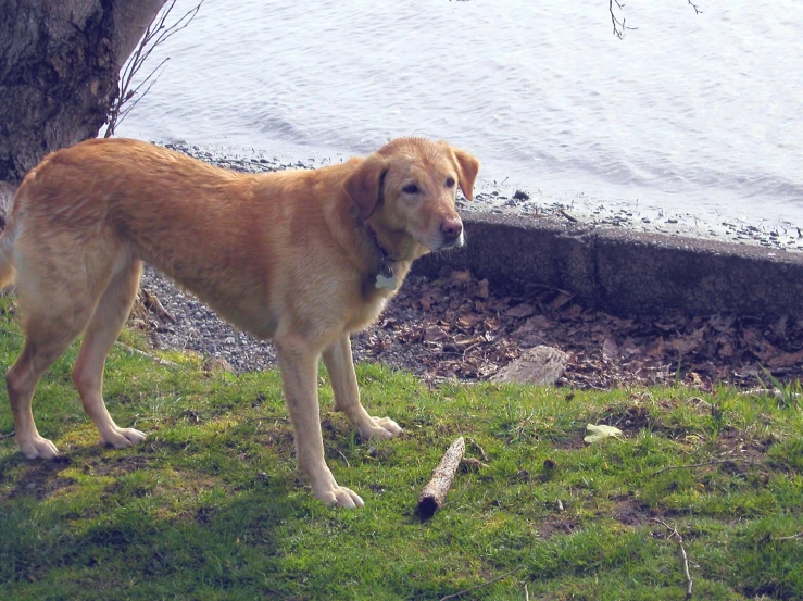 the dog is standing next to the tree