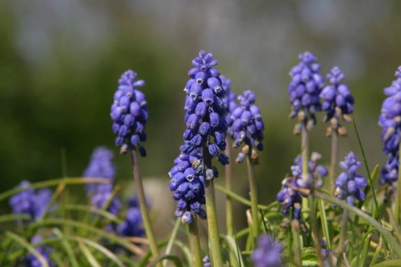 purple flowers are blooming all around in the field