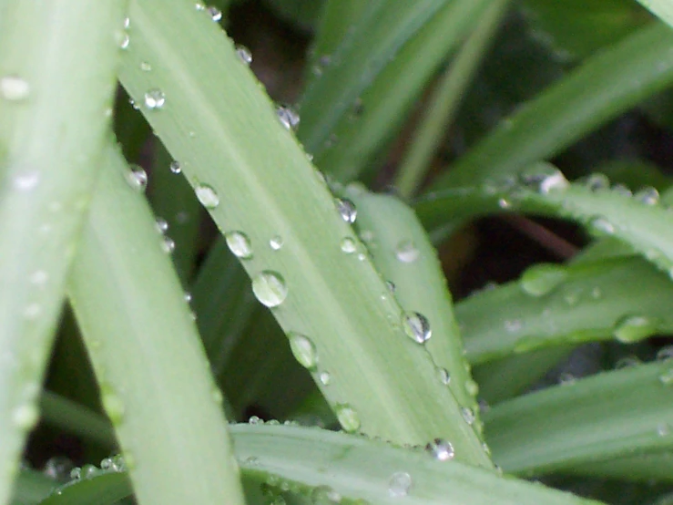 water droplets are on the leaves of plants