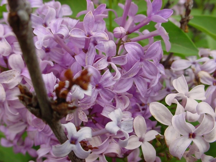 purple lilacs in the wild near a bush