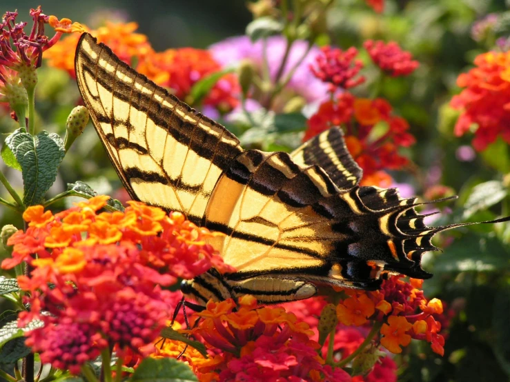 erfly resting on nectar on an orange flower