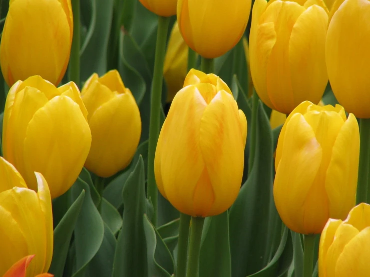 a group of yellow flowers with green stems