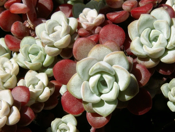 a group of different colored plants on the planter