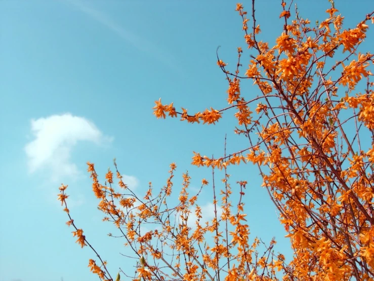 yellow flowered tree nches against blue sky with small clouds