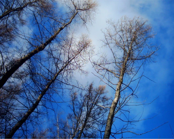 the tall trees are all bare, with blue skies