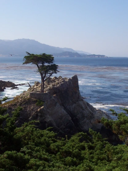 there is a tree on a rock in the foreground and a bird flying over the ocean