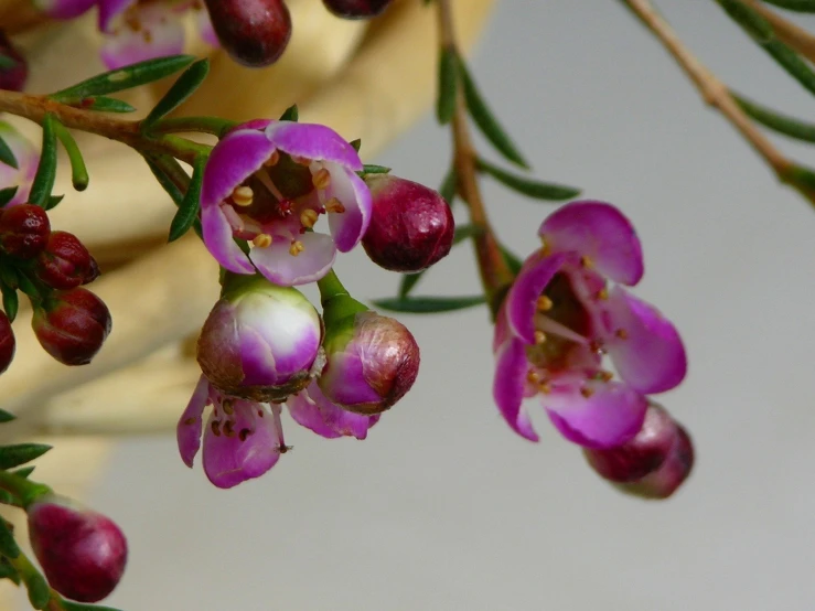 a purple flower on a tree with other flowers