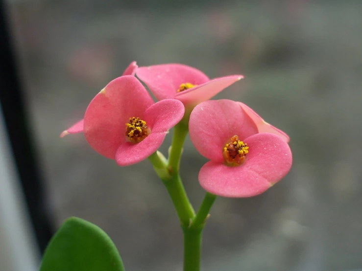 a close up view of a pink flower