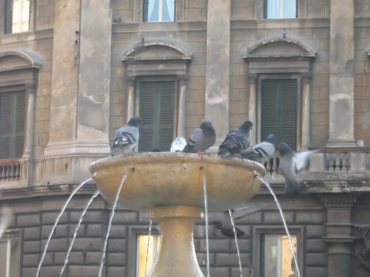 pigeons are sitting on the ledge and in the water fountain