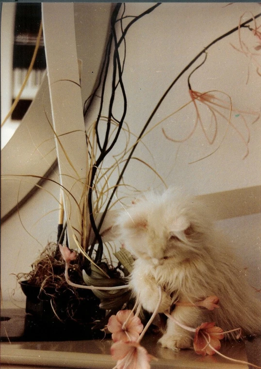 a cat resting on top of some dried flowers