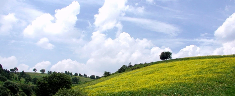 a lone tree sitting on top of a grass covered hill