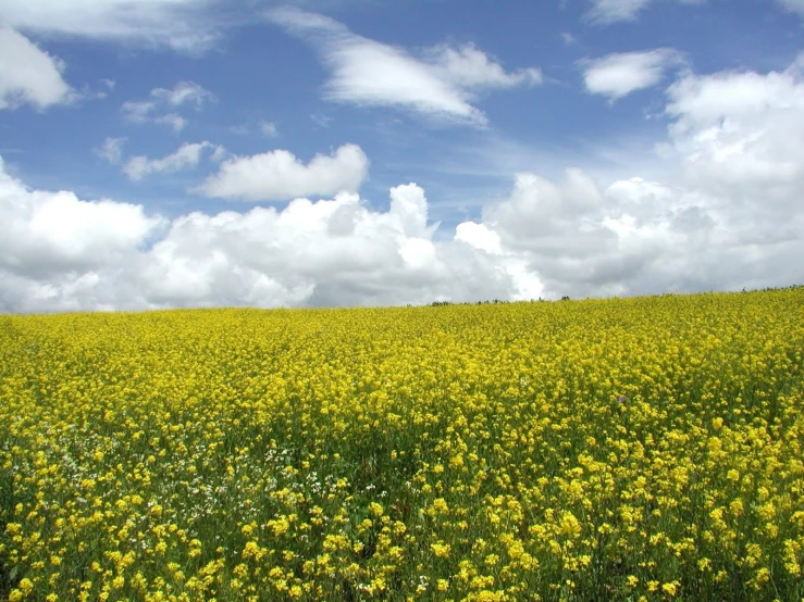 a big field that is full of yellow flowers