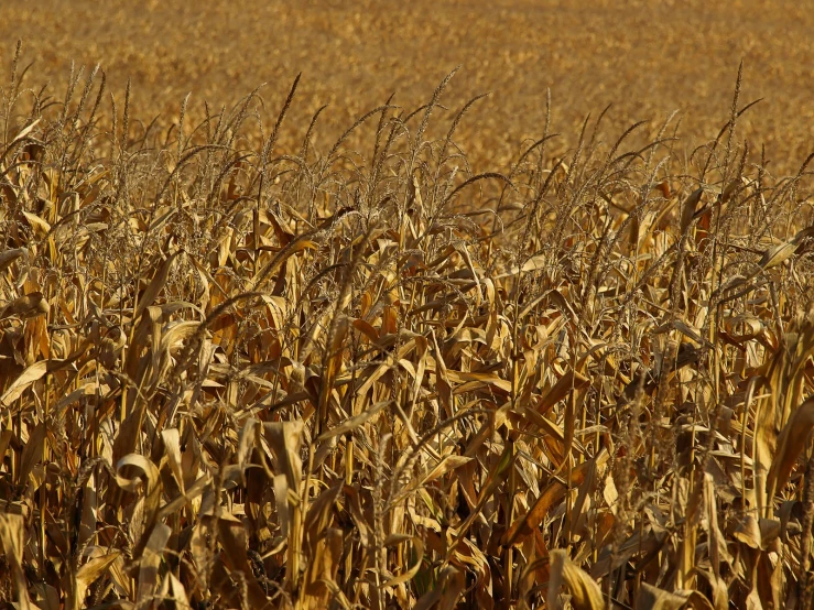 the tall wheat has many small flowers in it