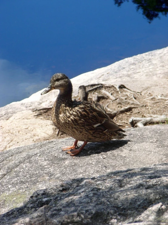 an image of duck perched on a rock