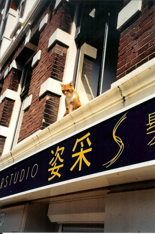 an orange cat sitting in a window ledge
