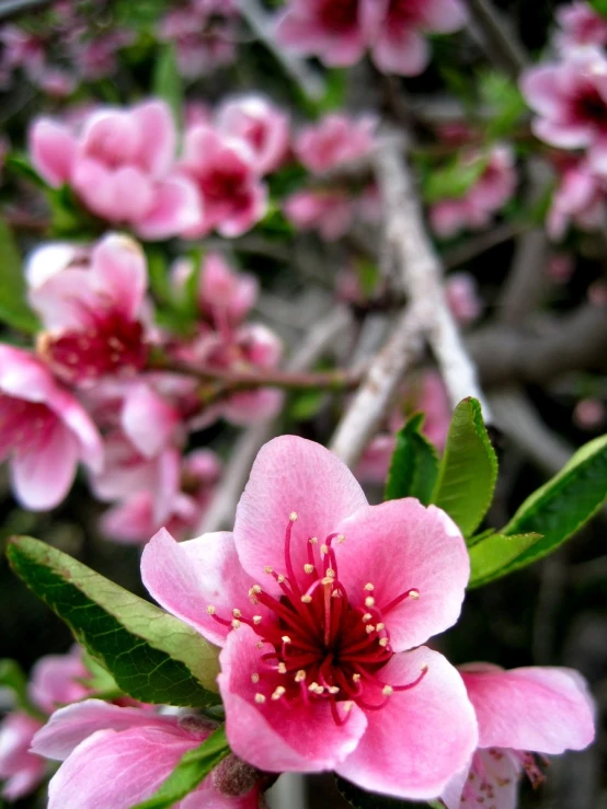 a group of small pink flowers on a nch