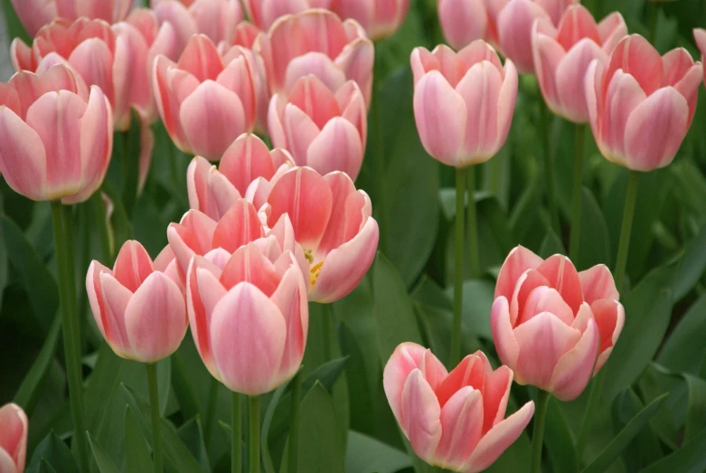 many pink flowers that are in a garden