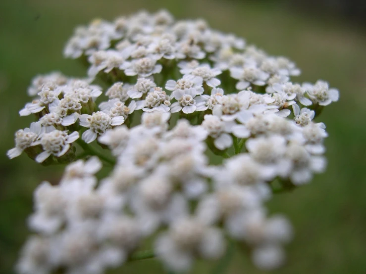 small white flowers that are sitting next to each other