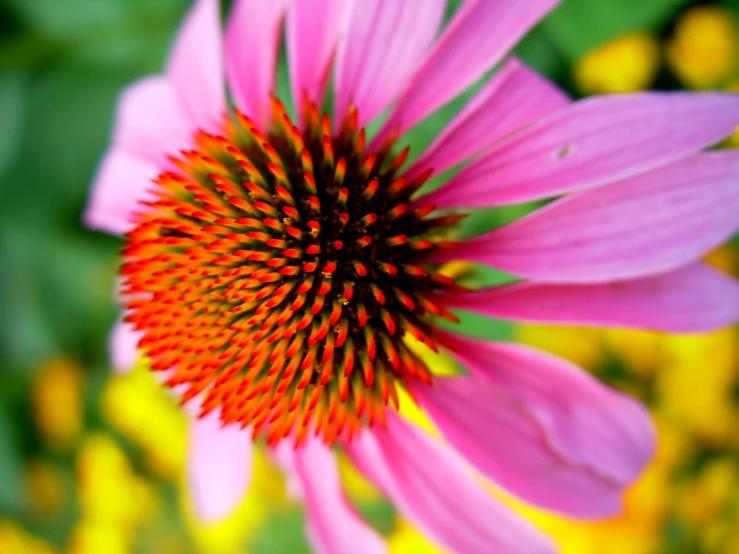 this is a flower in the foreground of an image with many other flowers around it