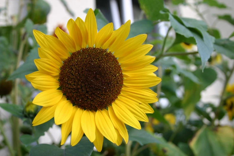 the sunflower has grown from seeds in a field