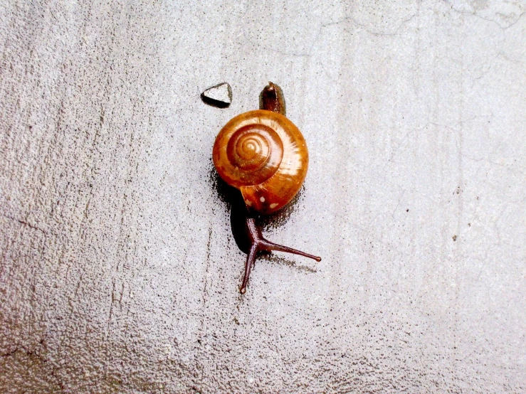 an overhead s of a snail's shell on a beach