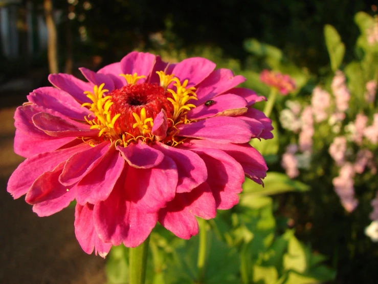 a pink flower with yellow pollen surrounded by other flowers