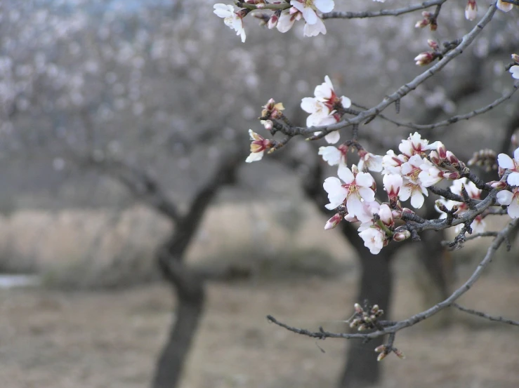 a tree with some flowers growing on it