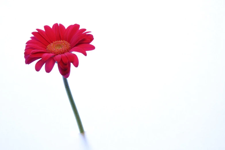 there is a red flower on the stem