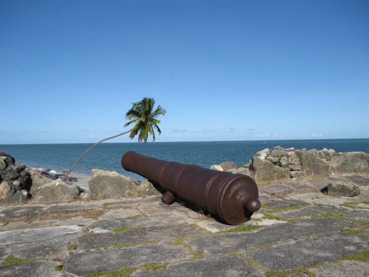 a brown cannon laying on the ground with a palm tree