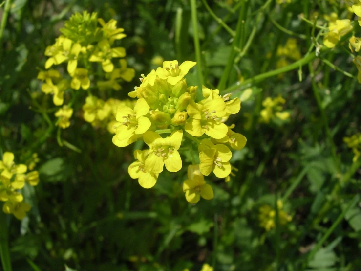 many bright yellow flowers in the green grass