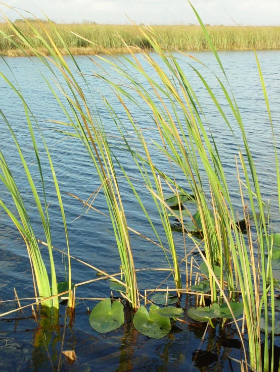 green plants growing in the water and lily pads