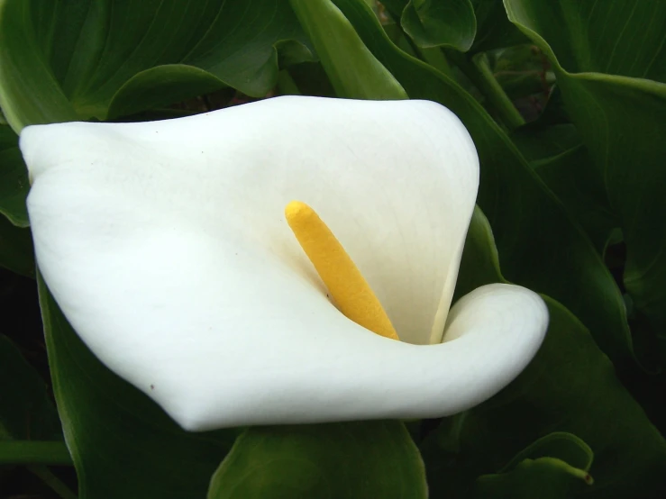 a large white flower is blooming in the grass