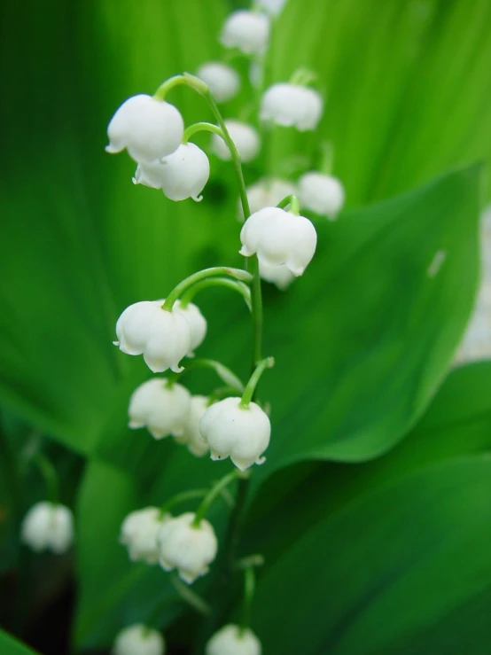 white flowers that are sitting next to green leaves