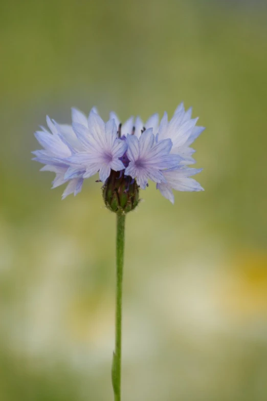 the blue flower has two petals with purple centers