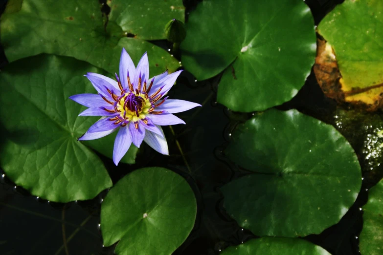 purple lotus in the middle of a lily pond