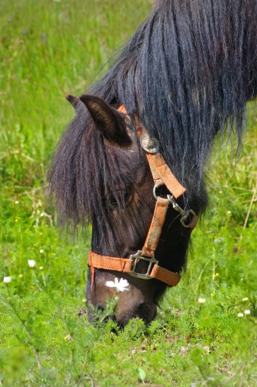 the black pony is grazing on some green grass