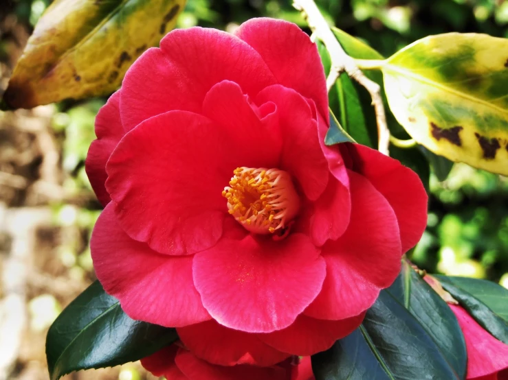 the large flower is pink with green leaves