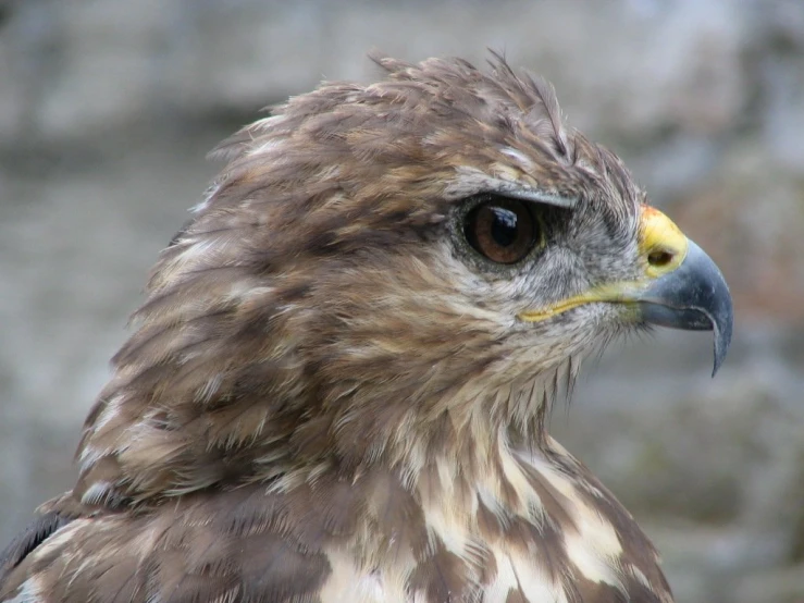 there is a close up po of a bird of prey