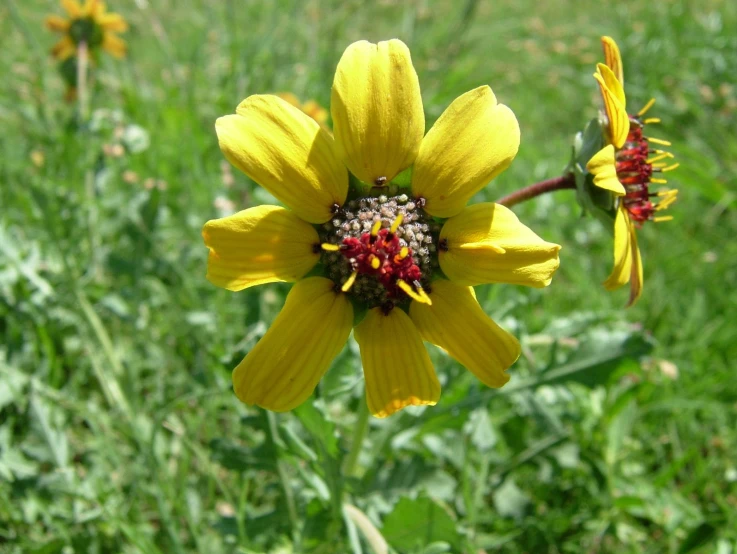 a yellow flower with some red on its stamen