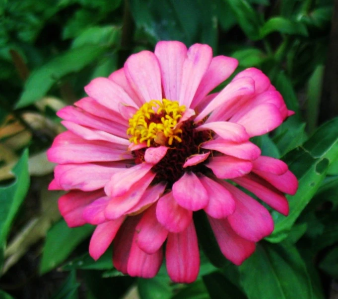 a closeup s of a pink flower