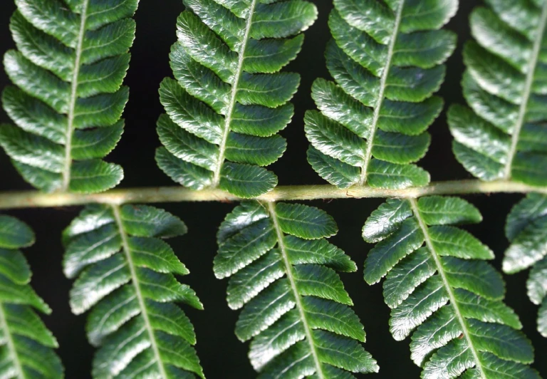 a green leaf is showing the white spots