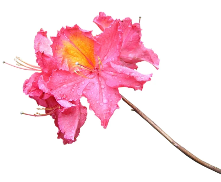 closeup of pink flower with water drops on it