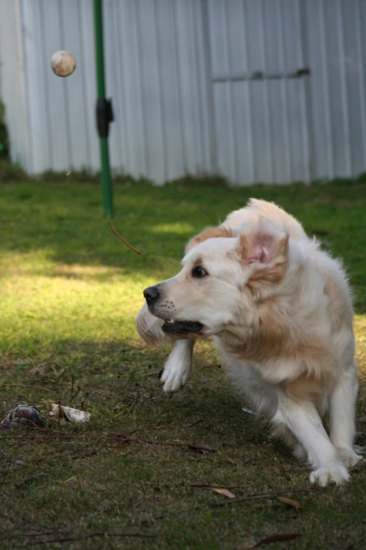 a brown and white dog running towards the ball