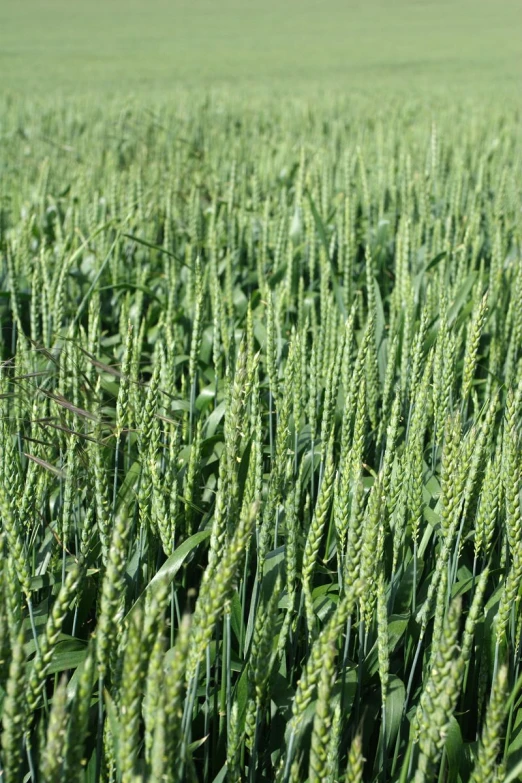 a field that is growing tall with green grass