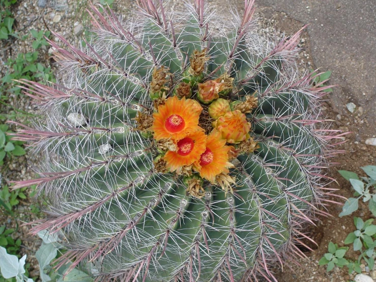 this is a small cactus with two yellow flowers