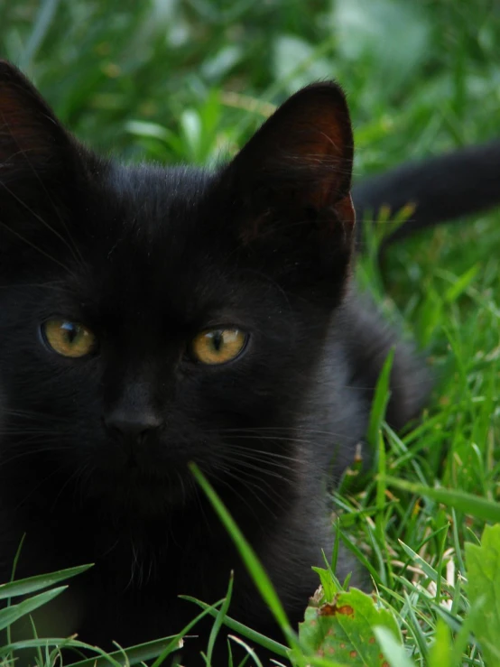 a small black cat is laying on the grass