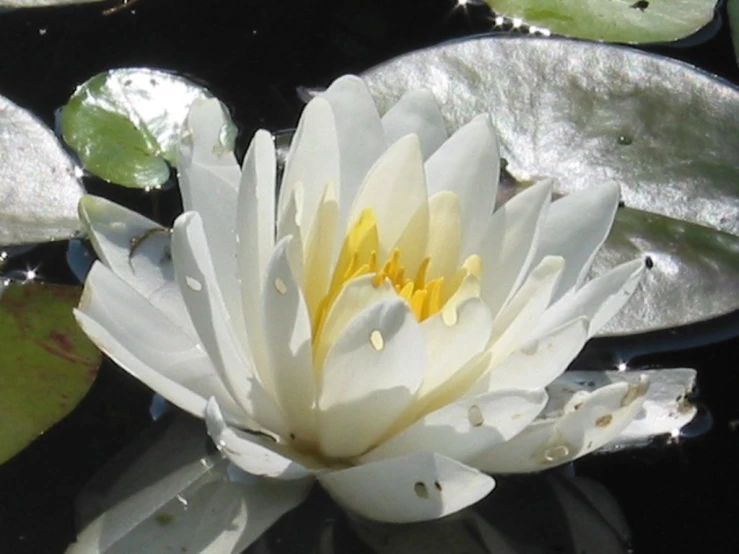 a white lotus flower surrounded by lily pads