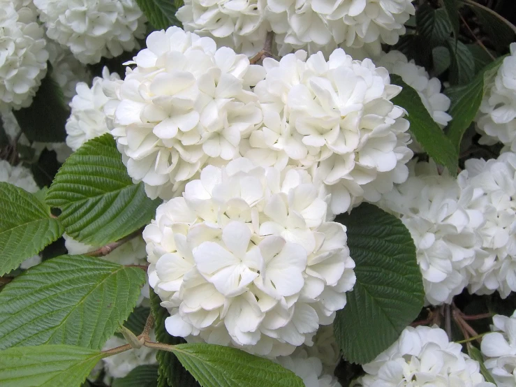 a large cluster of white and green flowers